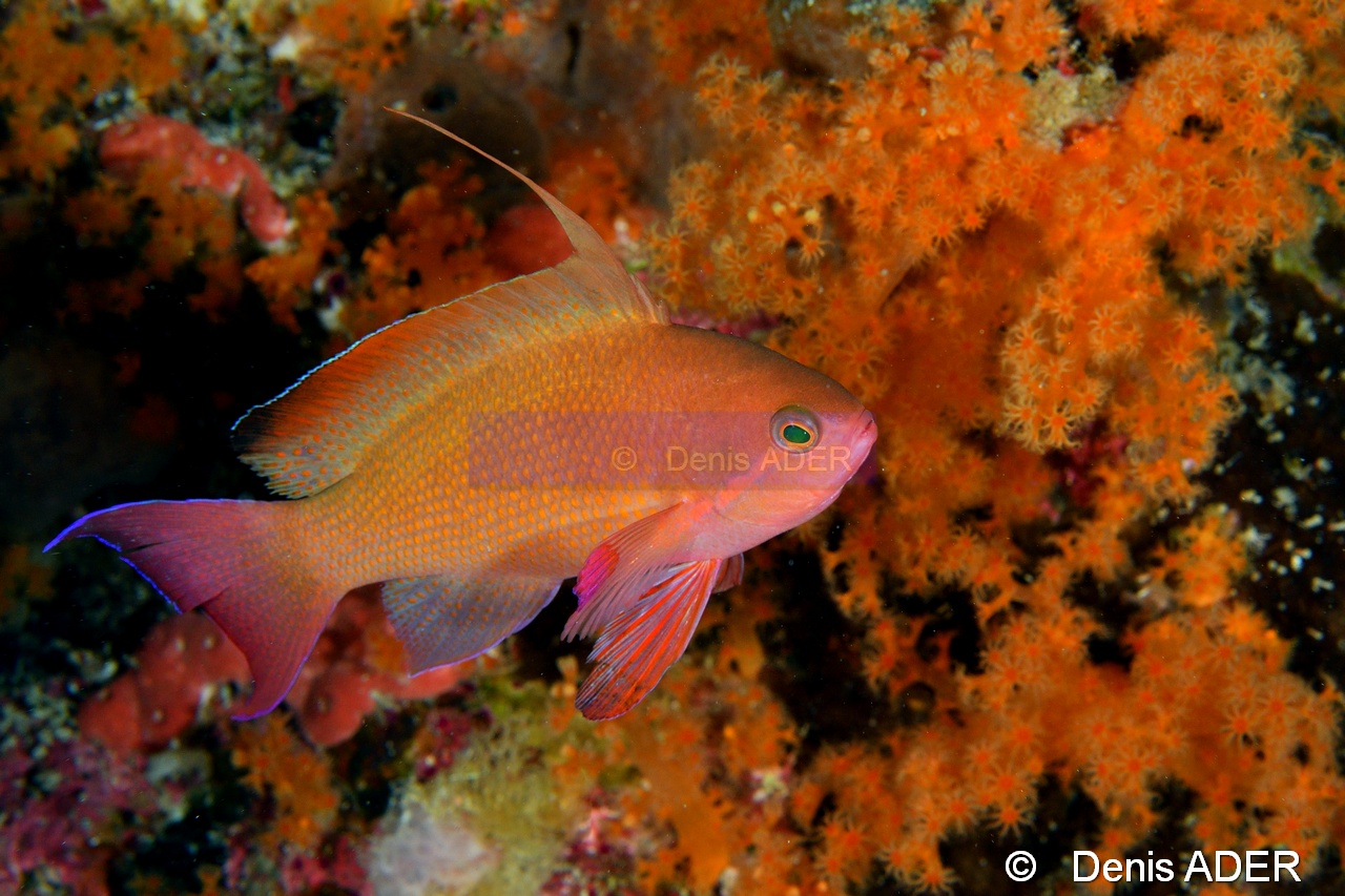 Pseudanthias squamipinnis male-Moga Island Pak Kasim-25m-20180530-Denis-ADER-DSC_2295_tn.jpg